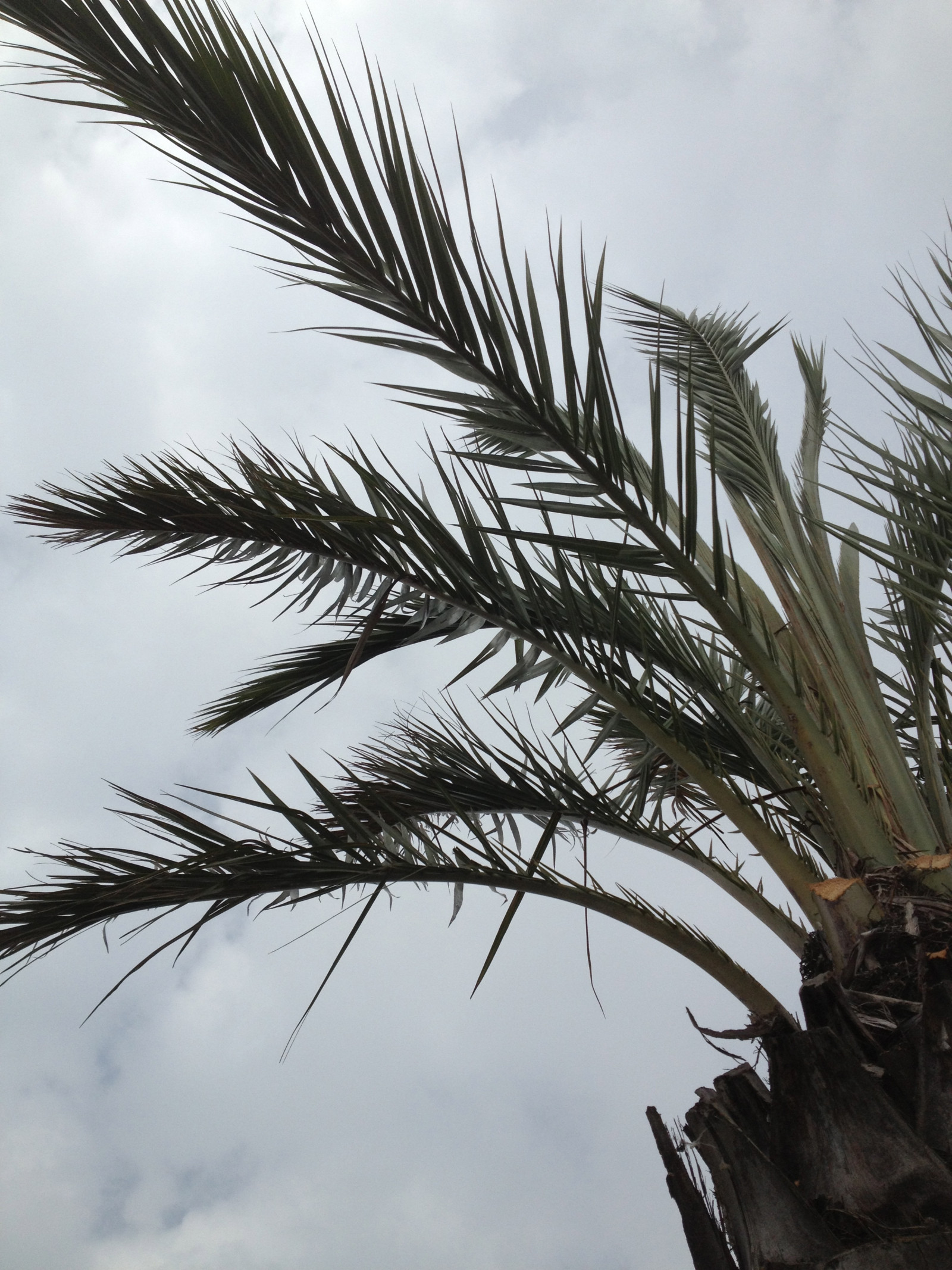 græs, himmel, afdeling, vind, træ, blad, plante, Trelleborg, Palmer, palmthrees, botanik, jord plante, blomstrende plante, vedplante, græs familie, stængelplante, arecales, palme familie, borassus flabellifer, daddelpalme