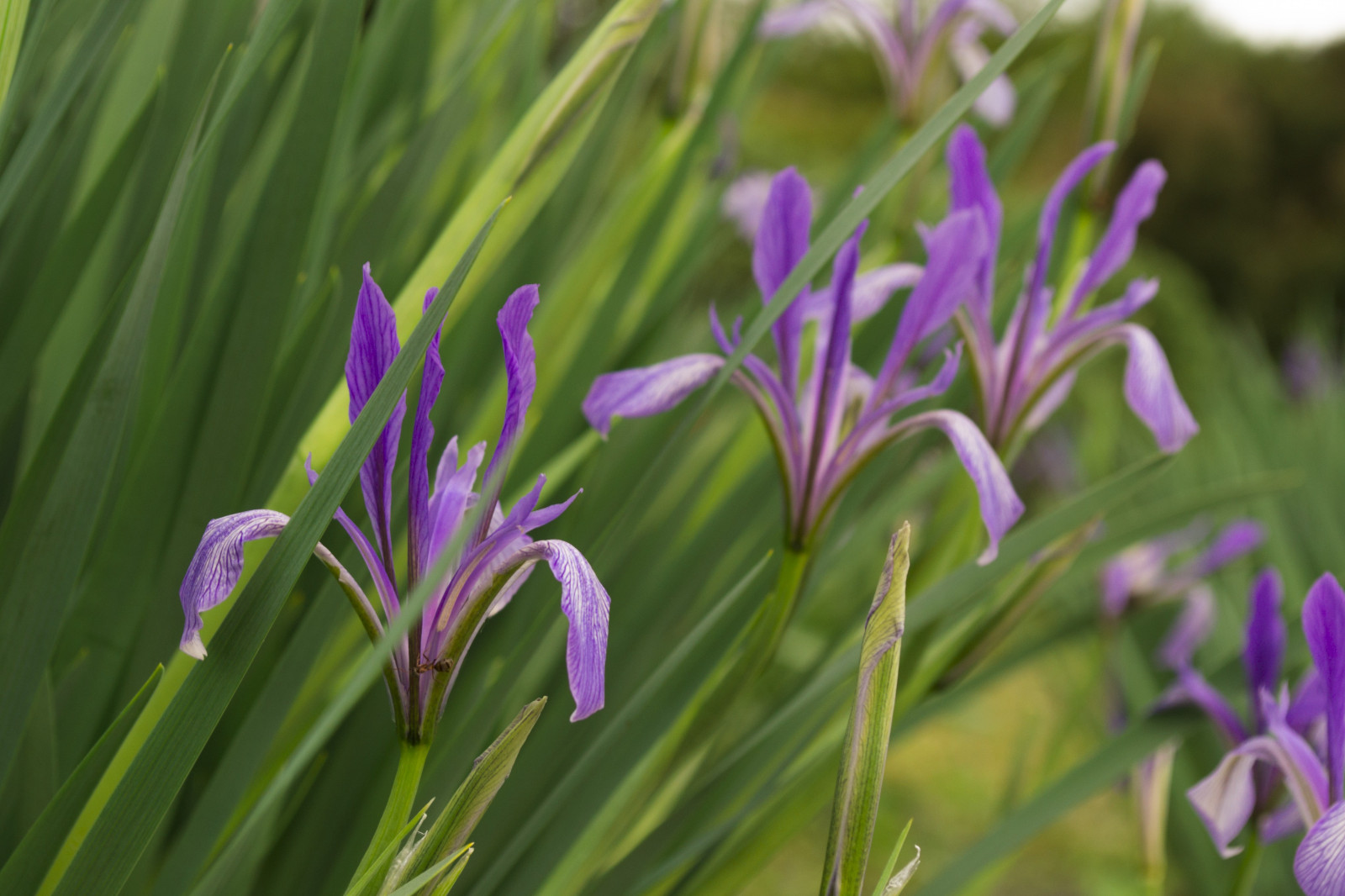 Wallpaper grass, purple, herbarium, hot spring, Iris, flower, flora, meadow, flowering plant