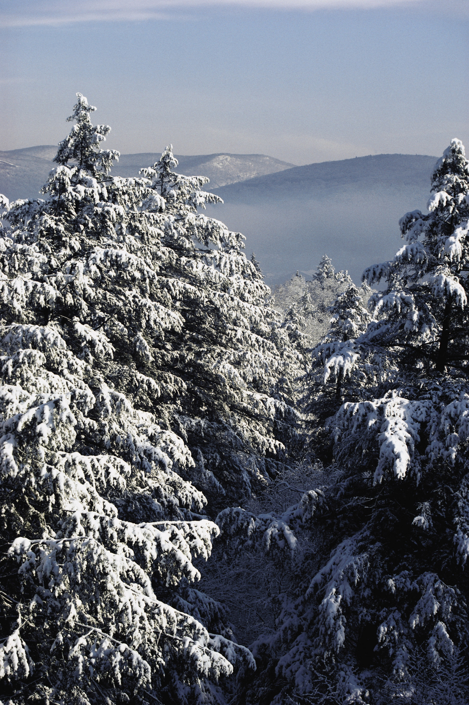 les, sníh, zima, větev, mráz, smrk, divočina, Alpy, jedle, vrcholek, hřbet, strom, hora, počasí, rostlina, sezóna, dřevina, horských reliéf, geologický fenomén, pohoří, 3651x5487 px