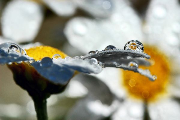 droppar,blomma,margerit,vattendroppar,speglingar