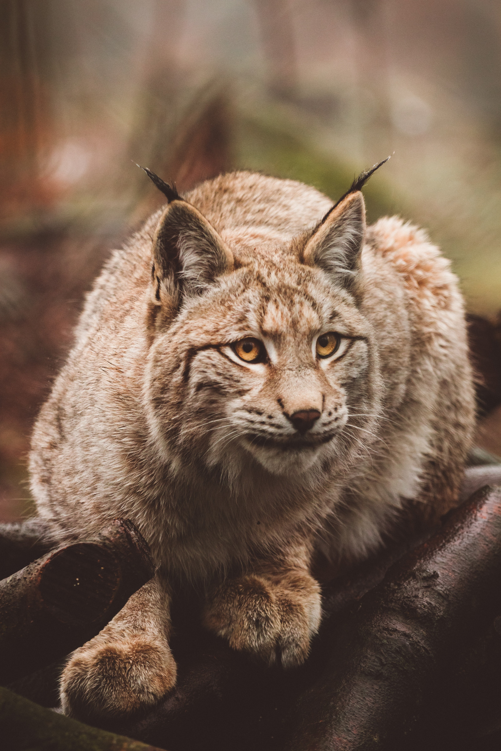 ilves, saalistaja, istuu