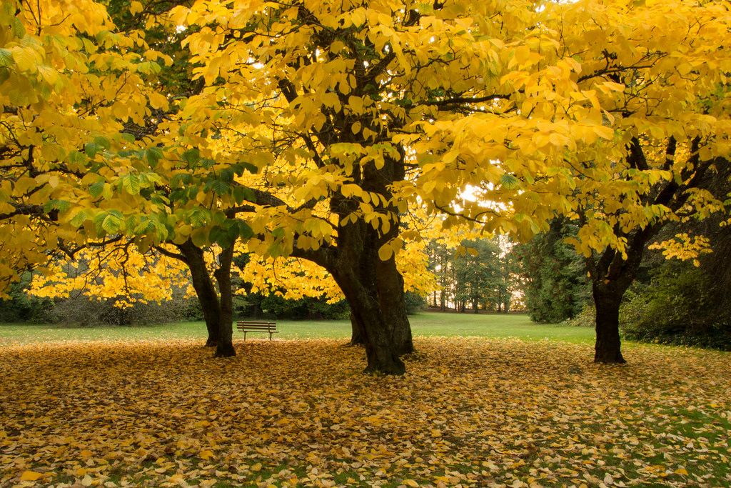 Download 4000+ Wallpaper Cantik Pohon HD Gratis Download 4000+ Wallpaper Cantik Pohon HD Gratis