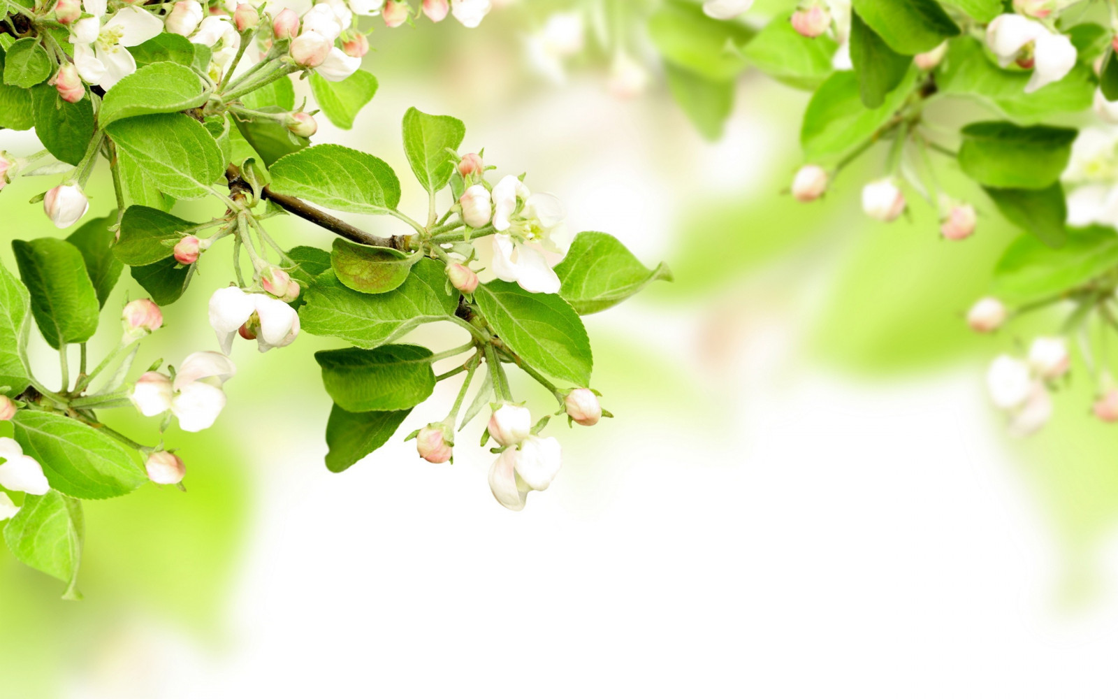 Wallpaper : 2560x1600 px, nature 2560x1600 - wallhaven - 646160 - HD ...