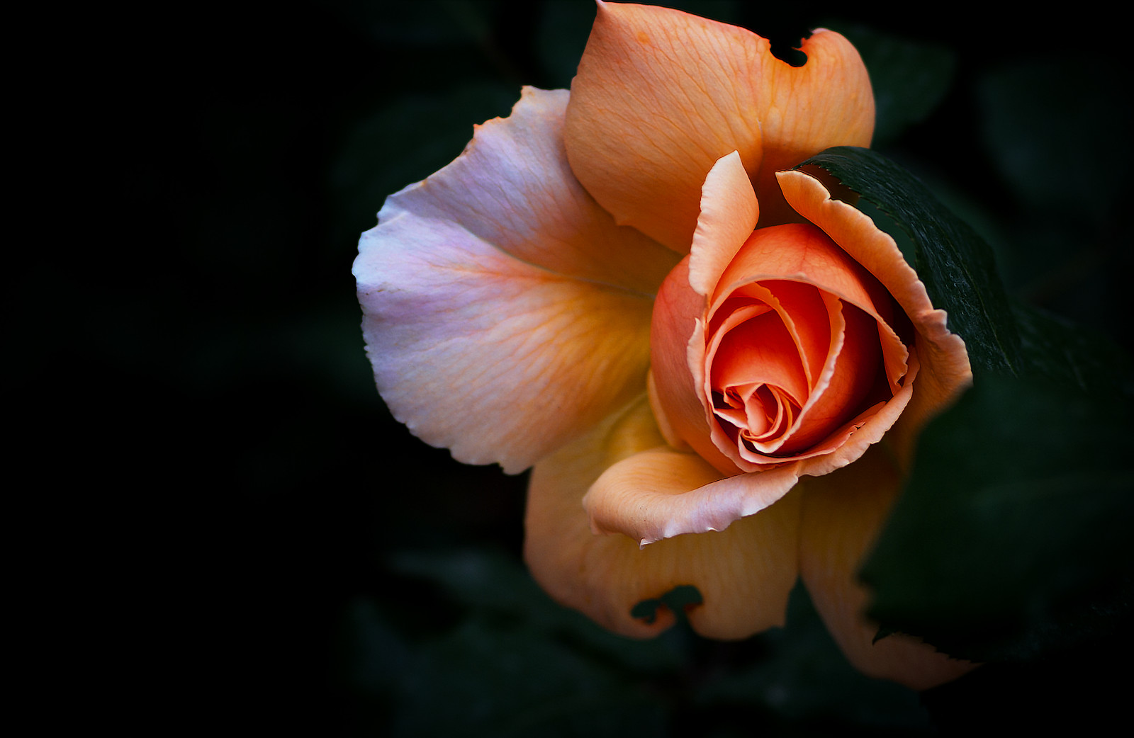 květiny, hodinky, milovat, Červené, fotografování, žlutý, růže, květ, život, růžový, záznam, barva, Krásná, choulostivý, list, květ, rostlina, v, sezóna, přírodní, plný, květ, pentaxk7, flóra, okvětní lístek, suchozemská rostlina, kvetoucí rostlina, zblízka, makro fotografie, závod stonek, zahradní růže, růže rodina