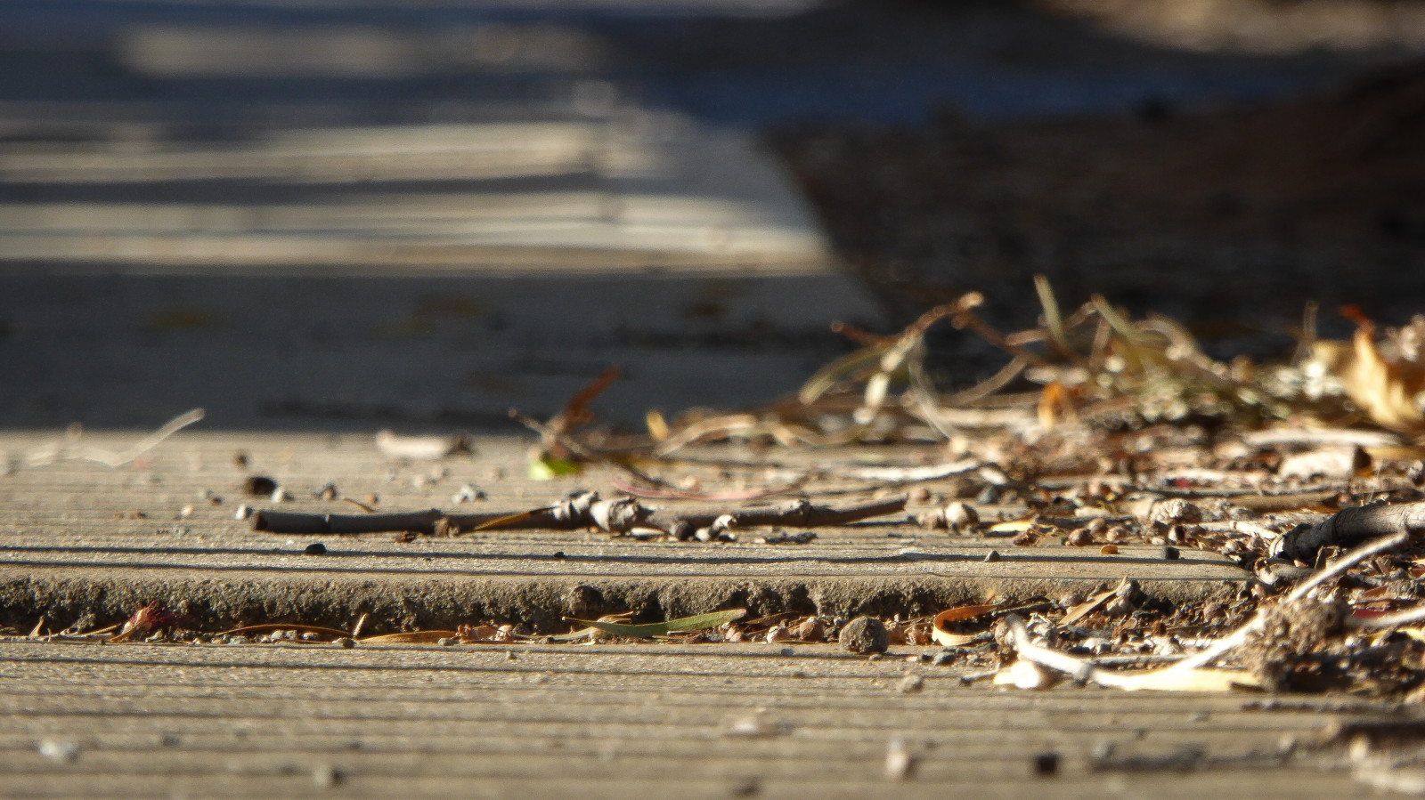 morgen, lys, Brun, Sol, blade, beton, Lumix, skygger, forstæder, bokeh, småsten, smuds, Adelaide, blokke, tørret, kviste, sti, grus, ujævn, Theen