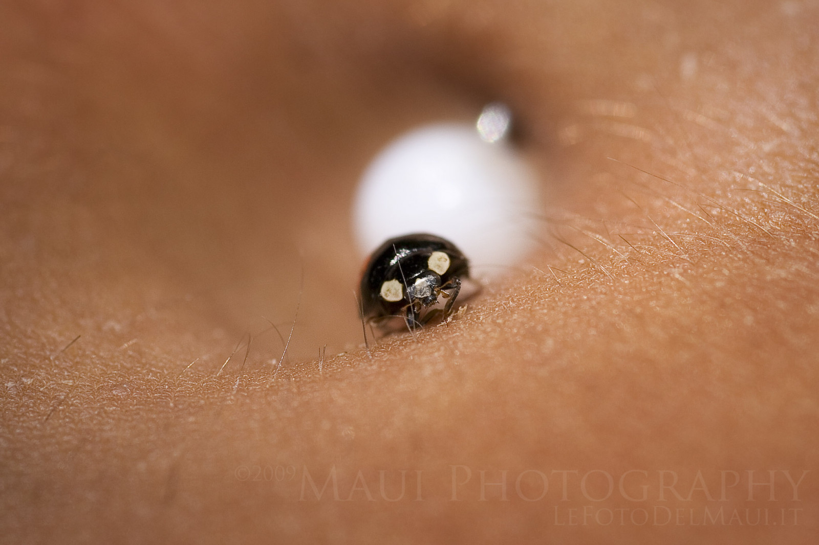 fotografování, makro, hmyz, Kánon, pronikavý, Prorazit, F28, oko, dáma, nehet, tetování, slunéčko sedmitečné, tělo, 100mm, obočí, zblízka, makro fotografie, řasa, tělo šperky, coccinella