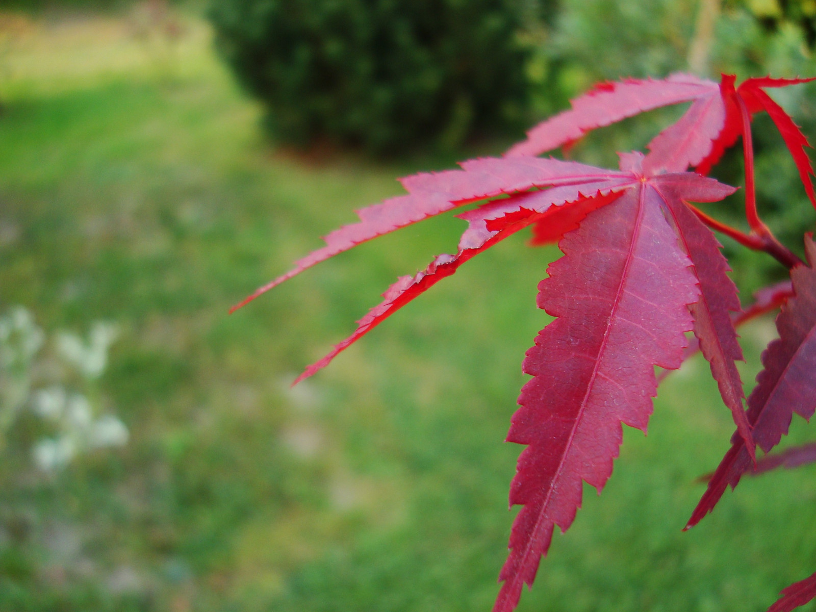 Příroda, Červené, tráva, rostliny, větev, zelená, strom, podzim, list, květ, rostlina, flóra, botanika, suchozemská rostlina, kvetoucí rostlina, dřevina, zblízka, keř, makro fotografie, 3072x2304 px, tráva rodina, závod stonek, javor, Javorový list