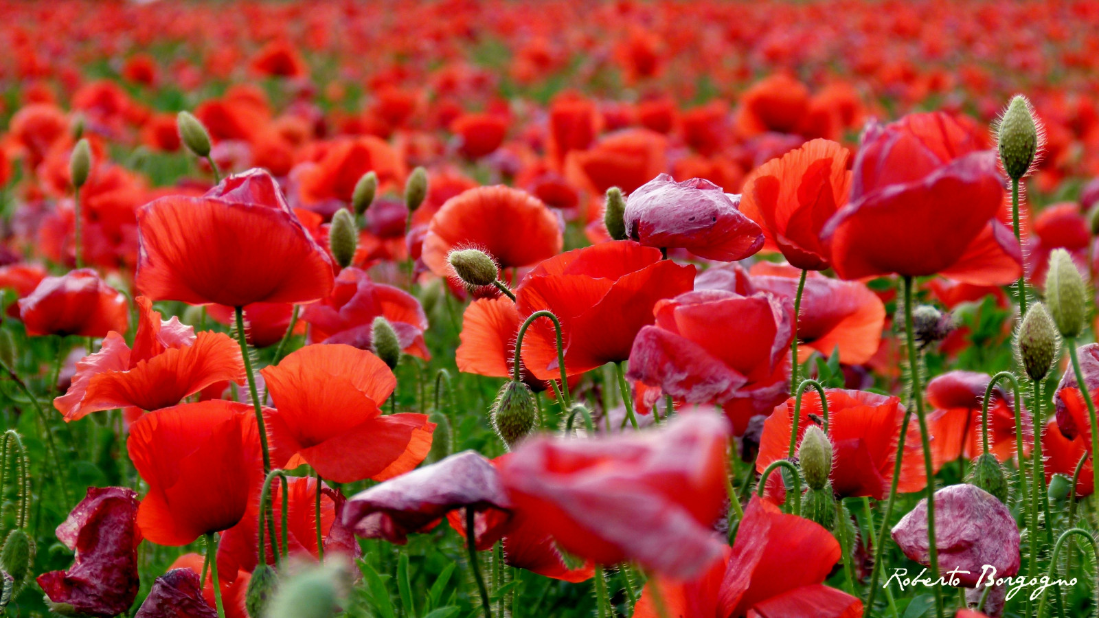 primavera, papaveri, Fiori, giugno, rosso, Papaveri, papavero, Coquelicots, Fioridicampo, Rossopapavero