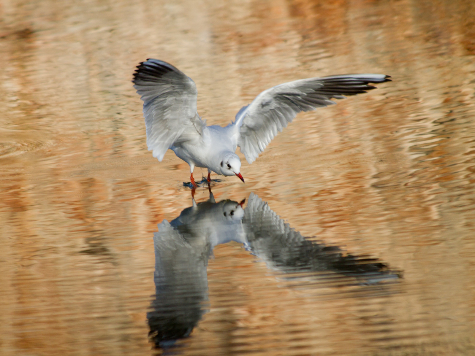 Spojené království, podzim, Anglie, hnědý, Pohyb, odraz, pták, Nohy, Příroda, voda, kámen, stěna, svoboda, zrcadlo, křídla, akce, Spojené království, Británie, Volně žijících živočichů, Let, zobák, peří, klid, studny, přemet, wellscathedral, kouzlo, milost, symetrie, přistání, animace, přistát, Zůstatek, vlnky, zrcadlový obraz, hradní příkop, přistání, malebný, rozpětí křídel, svěžest, Gettyimages, elegance, blackheadedgull, obdiv, Bishopspalace, vitalita, feetinwater, křehkost, peacefulscene, chroicocephalusridibundus