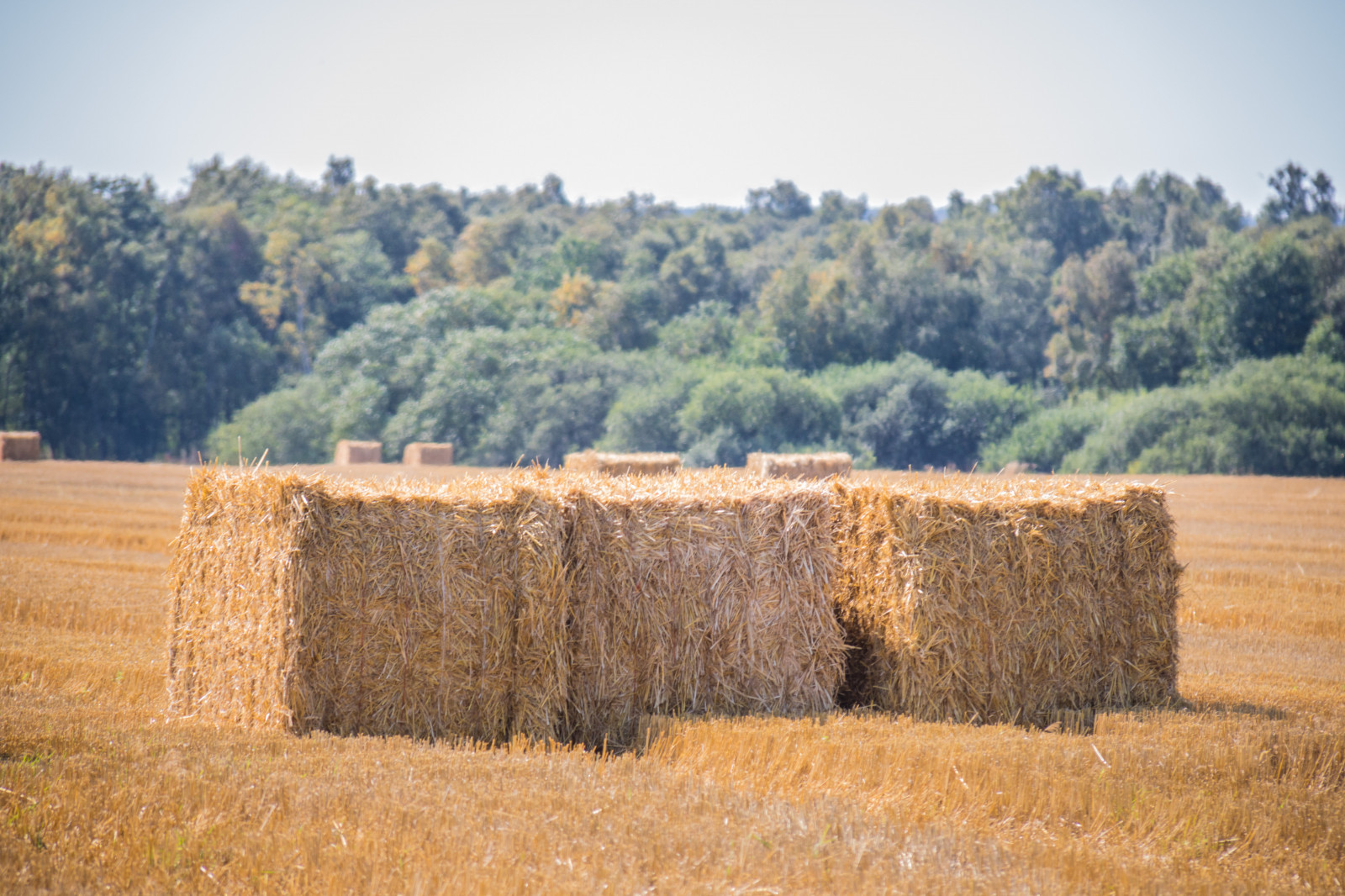Landschaft, Gras, Feld, Bauernhof, Stroh, Heu, Baum, Landschaft, Pflanze, Landschaft, Landschaftlich, Landkap, Exif Modell canoneos760d, Geocountry, Kamera macht canon, Geocity, Kameramodell canoneos760d, Geostate, Geolocation, Exif linse efs18200mmf3556is, Exiföffnung 56, Exif focallength 200mm, Exif machen canon, Exif isospeed 160, Halm, Landwirtschaft, Prärie, Ernte, Boden, ländliches Gebiet, Grasfamilie