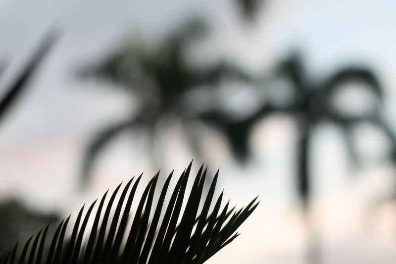 stromy,nebe,černobílý,abstraktní,fotografování,pavouk