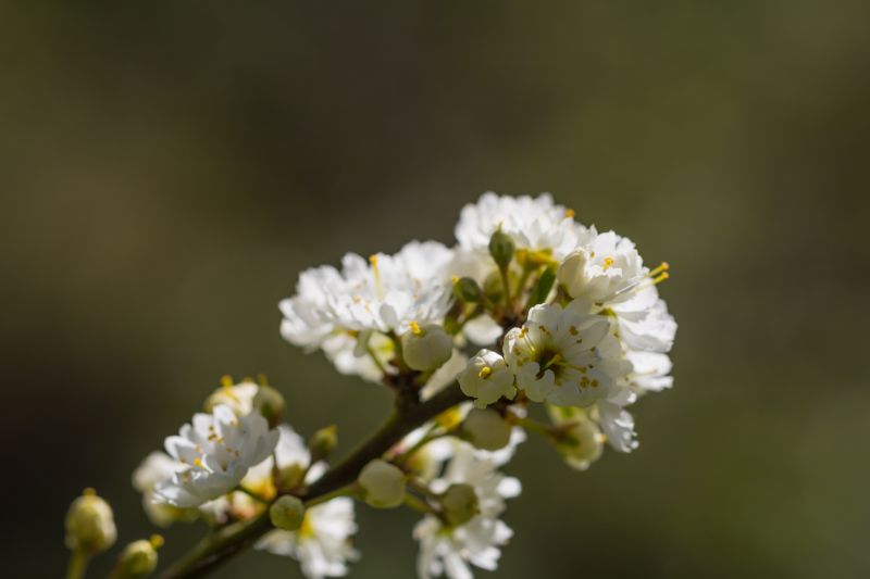 nature,branch,blossom,food,fruit,spring