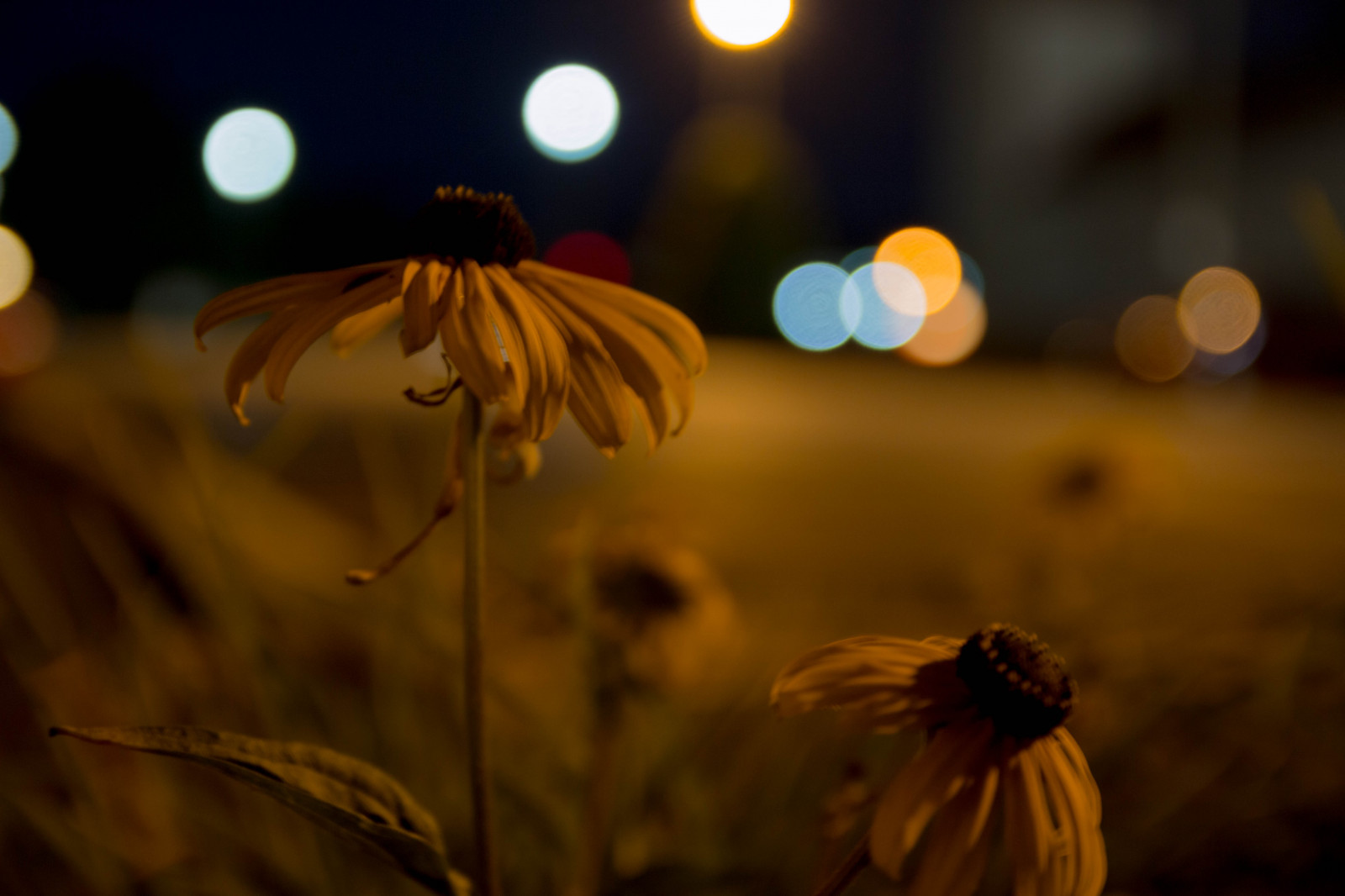 Wallpaper flowers, yellow, night, bokeh 5472x3648 951964 HD