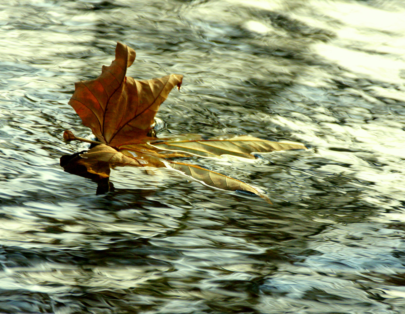 UK, november, efterår, lys, prøve, Sol, sollys, struktur, vand, refleksioner, flod, blad, Fokus, skygger, dOF, nt, flydende, Hampshire, sejle, krusninger, flyde, fallenleaf, stevemaskell, overfladespænding, Mottisfont, Hants, 2011, udforsket, naturethroughthelens