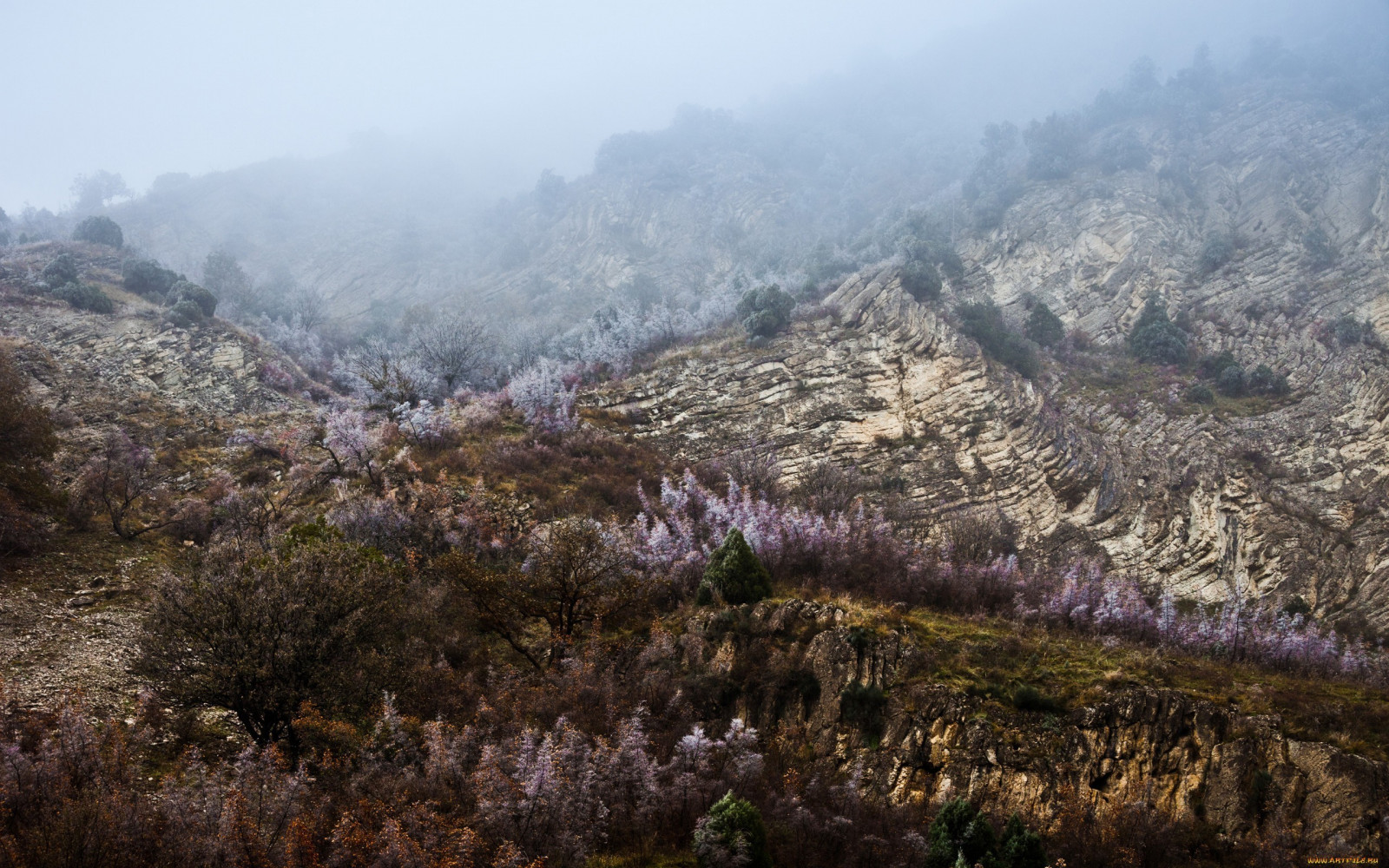 panorama, floresta, Colina, natureza, manhã, névoa, vale, região selvagem, Andando, platô, cume, árvore, outono, folha, montanha, flor, trilha, aventura, geologia, área rural, habitat, Fenômeno atmosférico, Formas de relevo montanhosas, Forma de relevo, característica geográfica, fotografia aérea, cadeia de montanhas