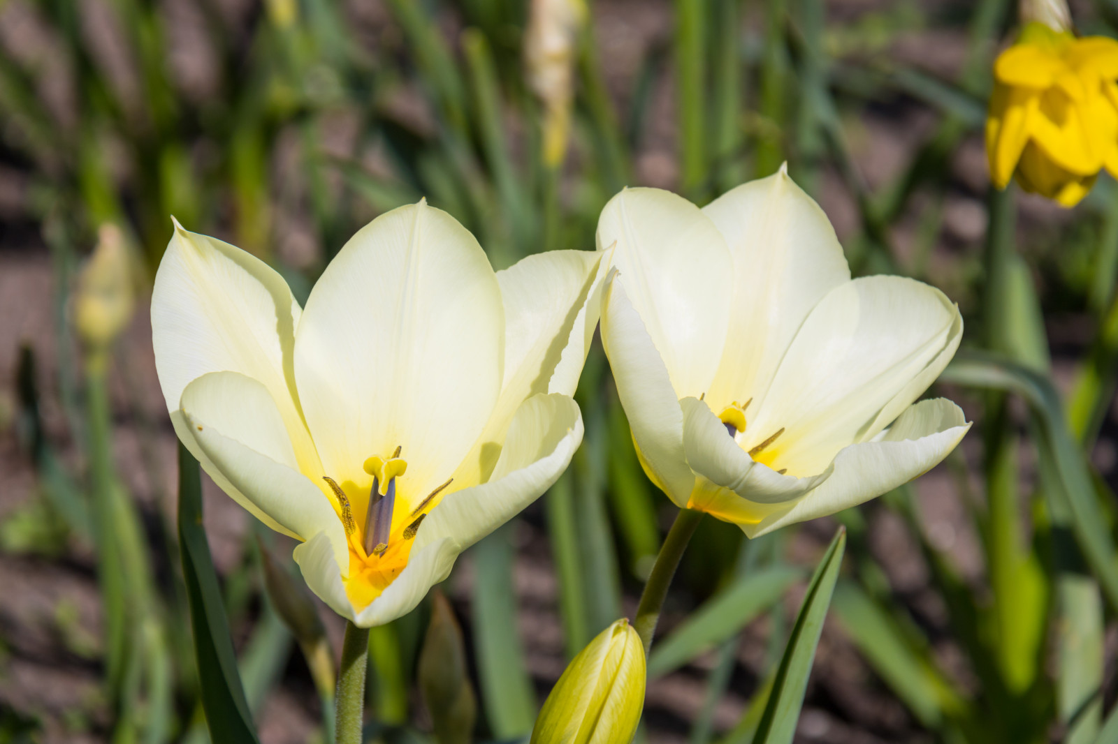 žlutý, krokus, květ, rostlina, tulipán, flóra, Ystad, Tulpan, okvětní lístek, Blom, divoká rostlina, botanika, suchozemská rostlina, kvetoucí rostlina, makro fotografie, závod stonek, iris rodina