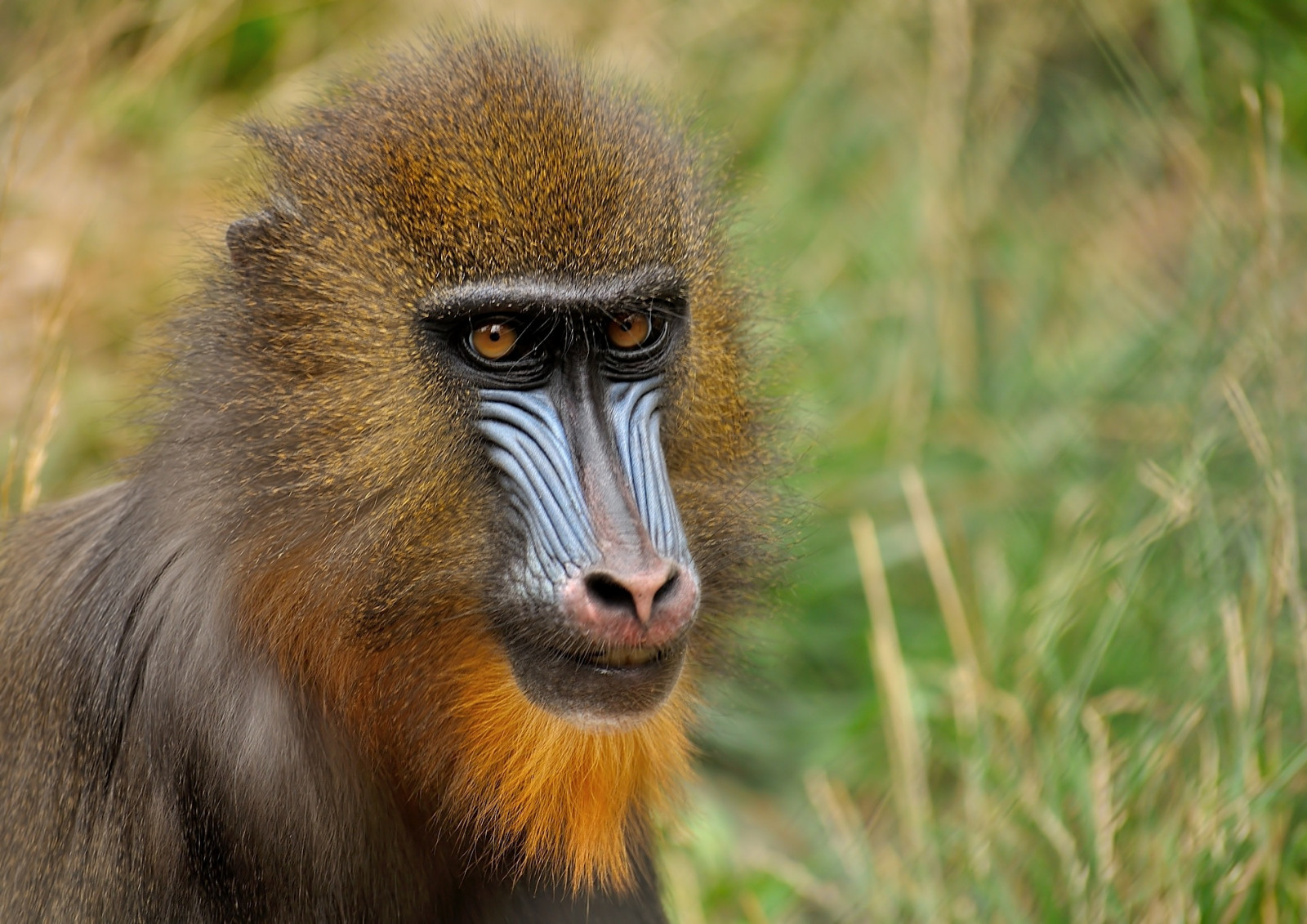 Mandrill, monkey, face, coloring