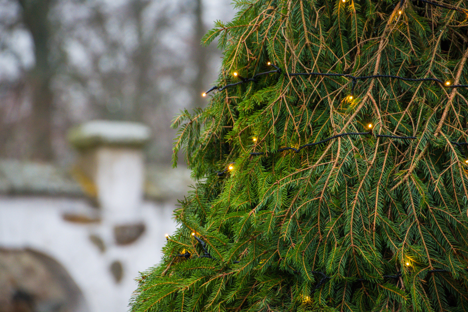 les, zahrada, Příroda, tráva, větev, mech, zelená, hrad, smrk, Vánoce, bokeh, Švédsko, jedle, jehličnatý strom, Sverige, Evergreen, strom, podzim, list, květ, rostlina, flóra, prosinec, vánoční strom, sk nel n, se, julmarkand, bosj kloster, h r, bosj klosterslott, slott, zálesí, botanika, suchozemská rostlina, dřevina, ekosystém, mírné jehličnatý les, keř, modřín