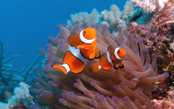 animals,nature,fish,underwater,coral,coral reef
