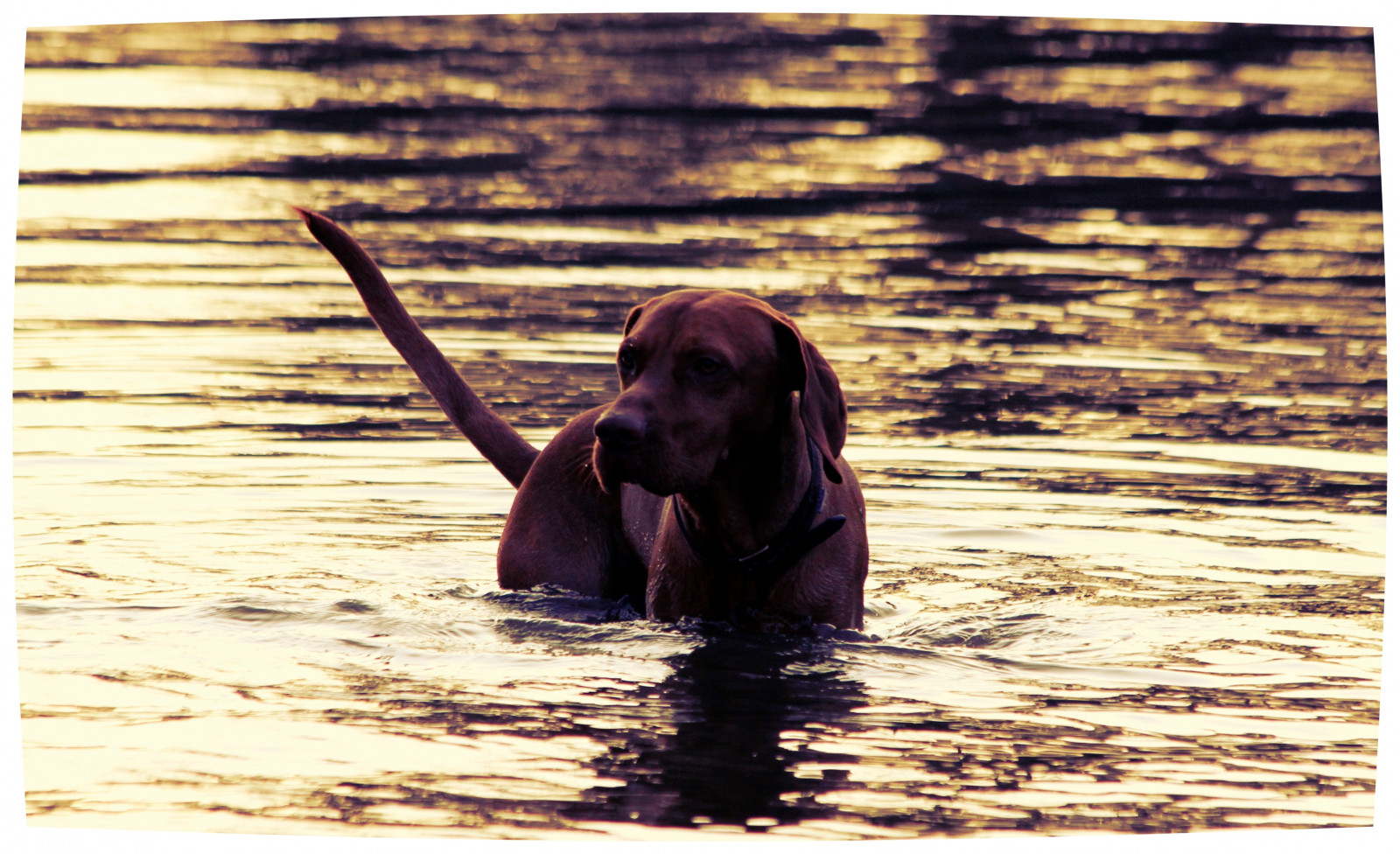 Wallpaper dog, animal, pet, outdoor, fun, nature, natur, hawley, hawleylake, UK, England