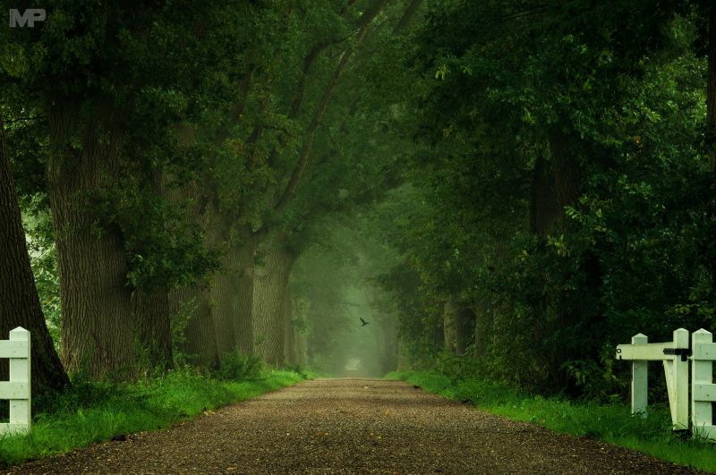 sinar matahari, hutan, alam, fotografi, pohon, rumput sinar matahari, hutan, alam, fotografi, pohon, rumput