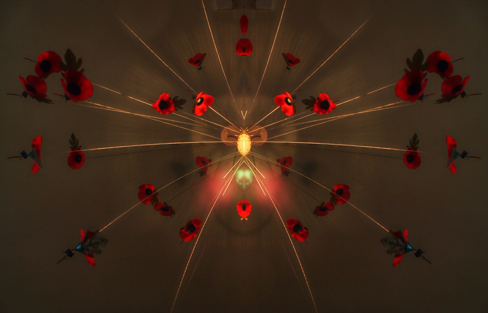 květiny, květ, odraz, dějiny, svítilna, dík, Kánon, voják, armáda, smrt, boj, válka, Evropa, pamatovat, zničení, válečný, modlitba, válečné loďstvo, hrdost, odrážet, umlčet, padlý, mák, vlčí mák, 2. světové války, servis, hrdinové, ww1, vzpomínka, veterán, Tamron, kampaň, světová válka, osa, raf, Upravit, příměří, spojenci, zachránce, 1100D