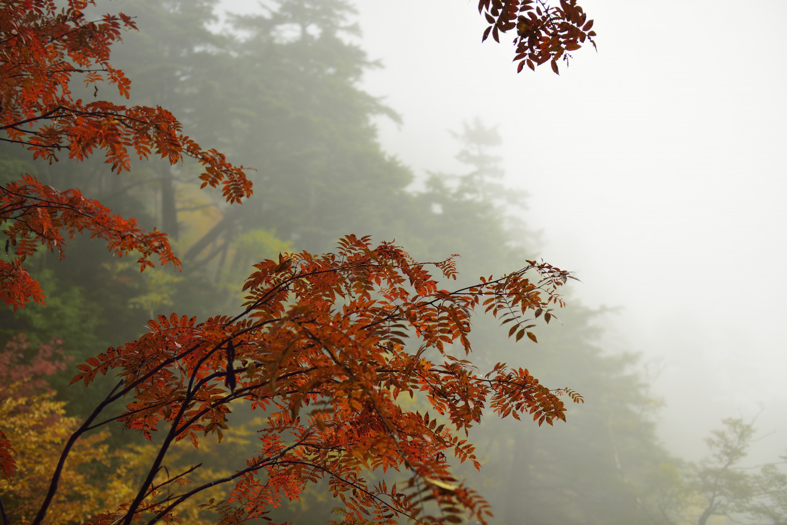 7360x4912 px, Blätter, Nebel, Berg, Natur, Bäume