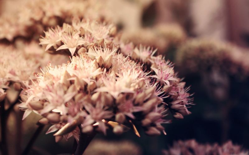 1440x900 px, Blumen, Makro 1440x900 px, Blumen, Makro