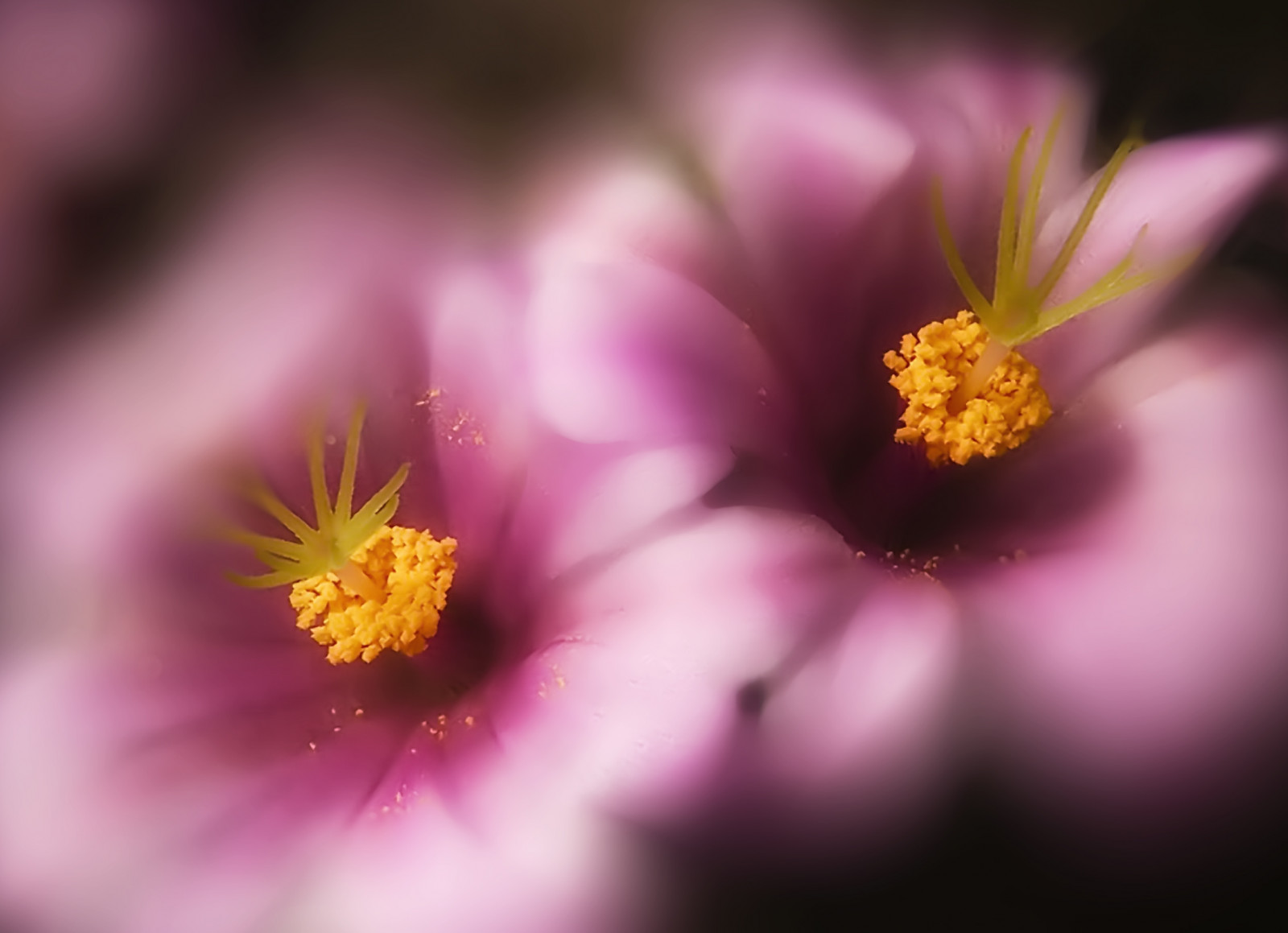 slunečnímu záření, květiny, Příroda, fotografování, žlutý, pyl, květ, list, květ, rostlina, flóra, flores, okvětní lístek, květ, květiny, divoká rostlina, flor, Benquerencia, Reinante, jlmieza, počítač tapeta, botanika, suchozemská rostlina, kvetoucí rostlina, zblízka, makro fotografie, závod stonek, thesuperbmasterpiece, daisy rodina, nektar, fflower, florews, reinanteelpintordefuego, joseluismieza, theperfectpinkdiamond