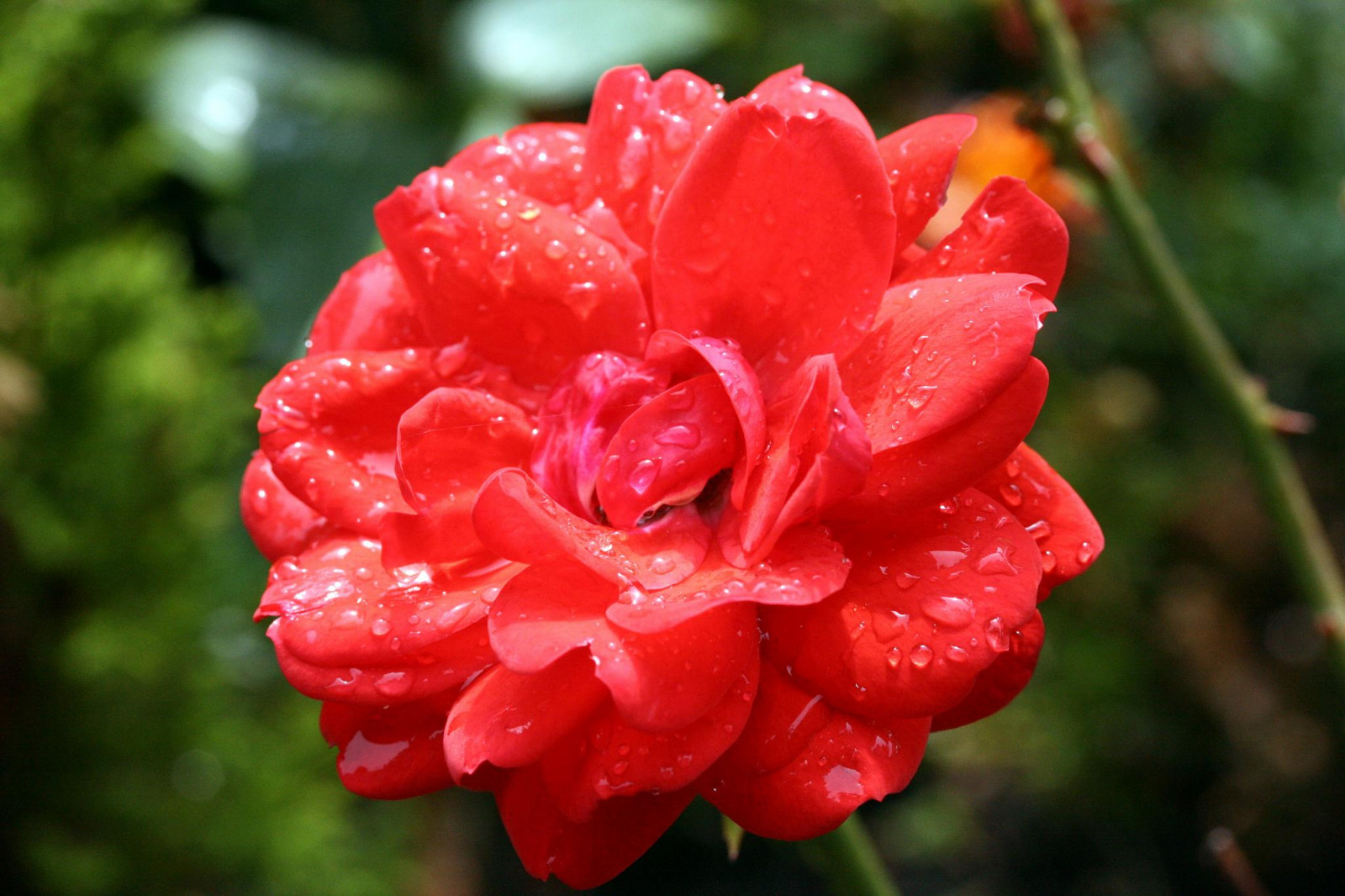 blade, London, rød, grøn, kronblade, Rose, bruser, dug, Camellia, torne, blomst, stilk, plante, regndråber, flora, kronblad, wildflower, blomstrende plante, tæt på, Busk, etårig plante, makrofotografering, stængelplante, haveroser, rosenfamilien, steg ordre, pink familie, floribunda, rosa Centifolia, Manav, manavgupta, mgupta, gmanav, rosa wichuraiana, Japansk Camellia, china rose, dyngvåd