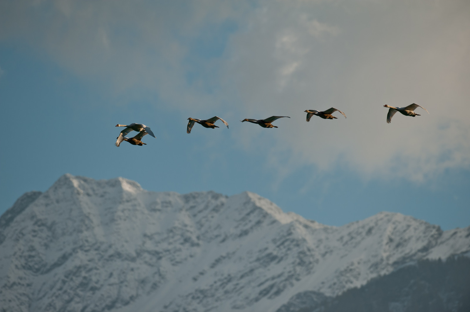 nebe, pták, hora, pohoří, migrace ptáků, migrace zvířat, Let, stádo, mořský pták, Jeřáb jako pták, ledová landform, mrak, vodní pták