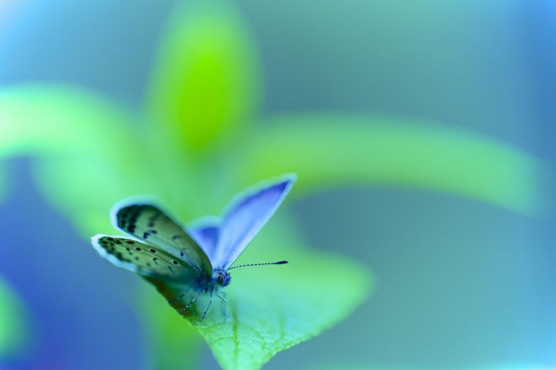 zvěř, fotografování, makro, motýl, hmyz, zelená zvěř, fotografování, makro, motýl, hmyz, zelená