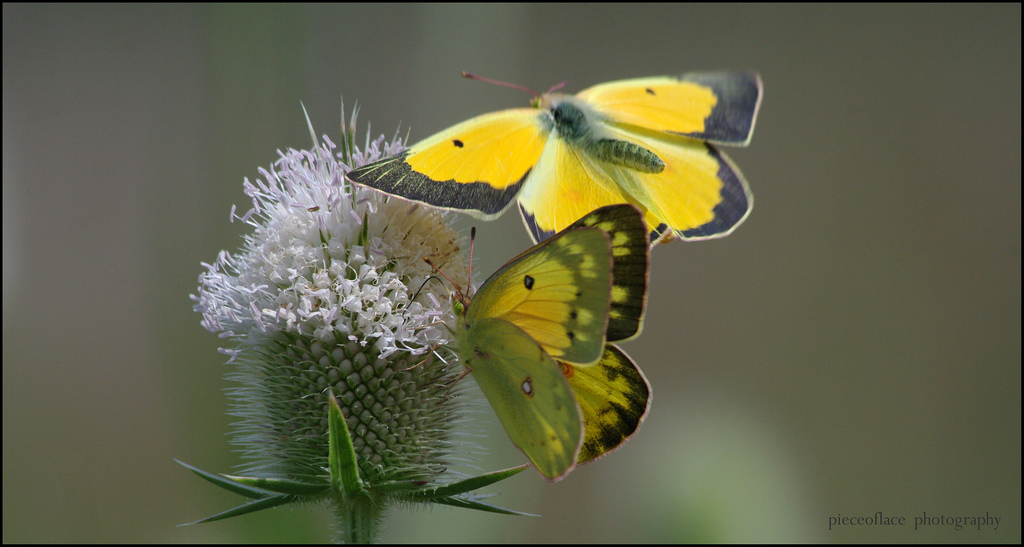 ดอกไม้, ธรรมชาติ, สีเหลือง, สัตว์ป่า, ผีเสื้อ, แมลง, พืช, Pentax, สัตว์ป่า, ผีเสื้อกลางคืน, เตย, ดอกไม้ป่า, dipsacus, orangesulphur, coliaseurytheme, alfalfabutterfly, k20d