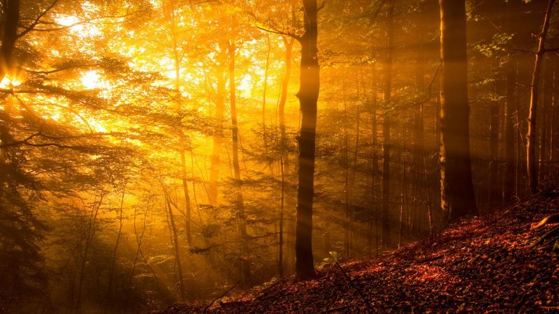 alberi, foresta, autunno, le foglie, natura, luce del sole alberi, foresta, autunno, le foglie, natura, luce del sole