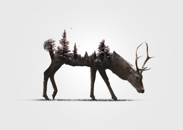 trees, forest, illustration, deer, digital art, birds