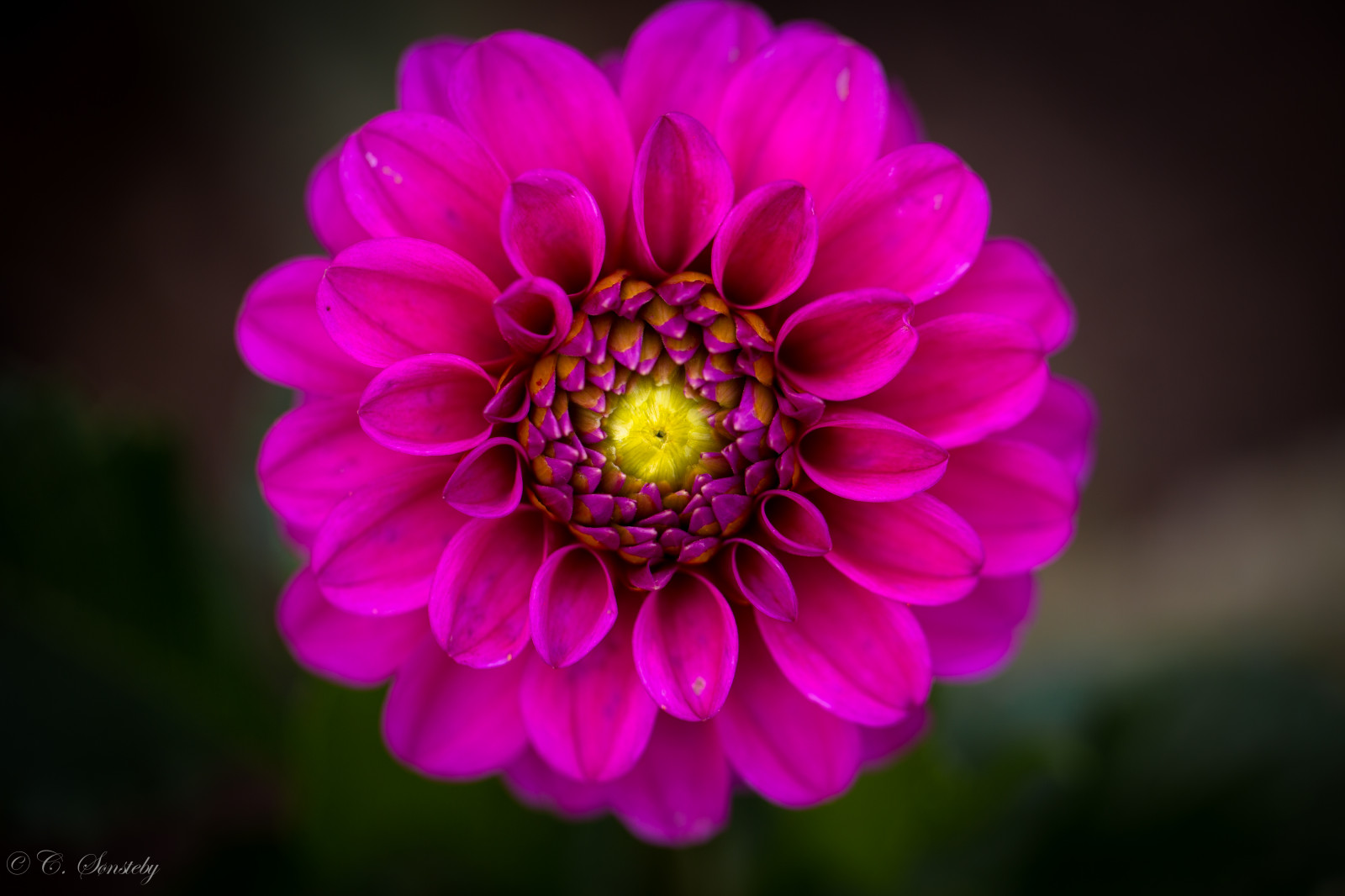 London, blomster, fotografering, tæt på, makro, Canon, kronblade, blomst, lyserød, Daisy, blomst, plante, flora, Botanisk Have, kronblad, NGC, canon5dmarkiii, awesomeblossoms, NPC, markiii, ef100mm, jord plante, blomstrende plante, tæt på, etårig plante, makrofotografering, stængelplante, daisy familie, haven kosmos, ef100mmf28lmacroisusm, botaniskhage, kewgarden