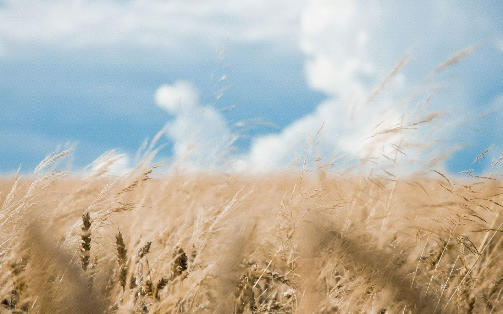 slunečnímu záření, krajina, Příroda, písek, tráva, nebe, pole, mráz, vítr, duna, pšenice, step, mrak, rostlina, materiál, 1920x1200 px, prérie, místo výskytu, přírodní prostředí, tráva rodina, Liparské landform