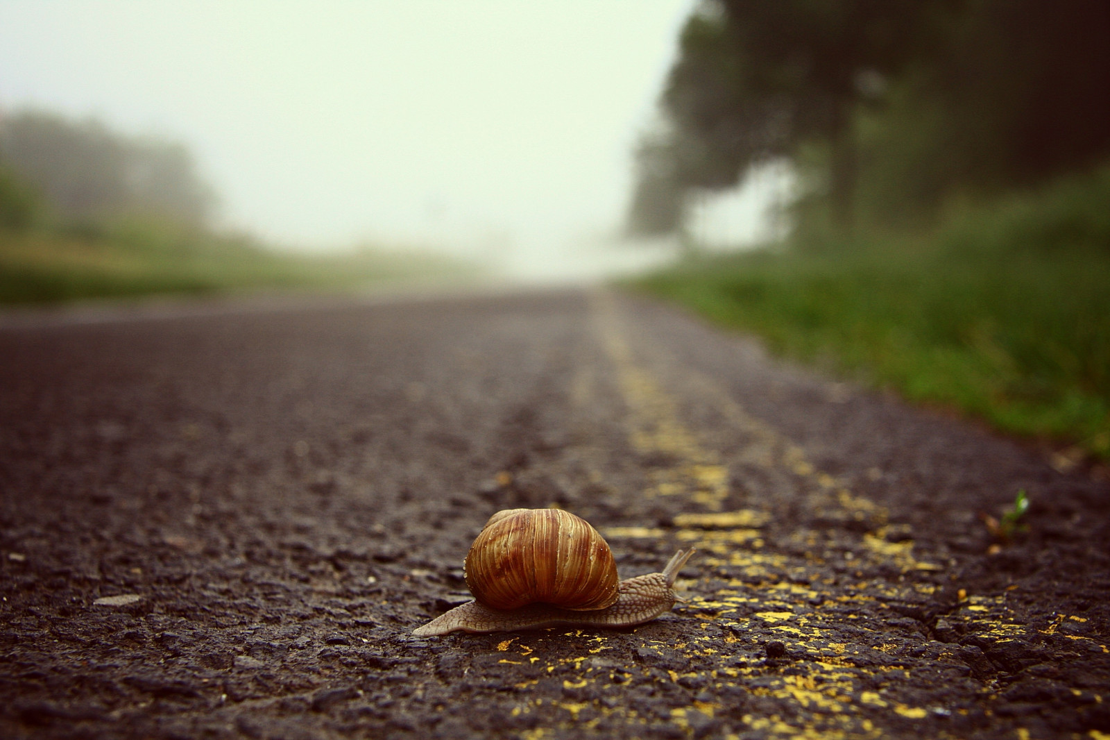 slunečnímu záření, zvěř, Příroda, tráva, fotografování, makro, ráno, Volně žijících živočichů, hlemýžď, strom, podzim, list, fauna, půda, 3888x2592 px, zblízka, makro fotografie