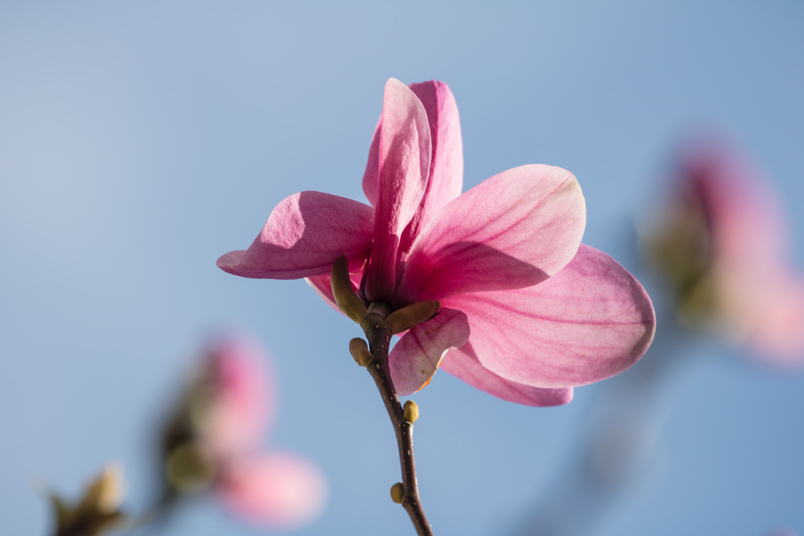 การถ่ายภาพ, เบ่งบาน, สีชมพู, แมกโนเลีย, ใบไม้, ดอกไม้, ปลูก, พืช, Blomma, Trelleborg, exif model canoneos760d, ประเทศธรณีวิทยา, กล้องทำให้ Canon, geocity, กล้องรุ่น canoneos760d, geostate, ตำแหน่งทางภูมิศาสตร์, exif ทำให้ canon, exif isospeed 100, รูรับแสง exif 71, exif เลนส์ ef70300mmf456lisusm, กลีบดอก, rosa, ความยาวโฟกัส 277 มม, ดอกไม้ป่า, พฤกษศาสตร์, โรงงานที่ดิน, พืชดอก, ใกล้ชิด, การถ่ายภาพมาโคร, ต้นกำเนิด