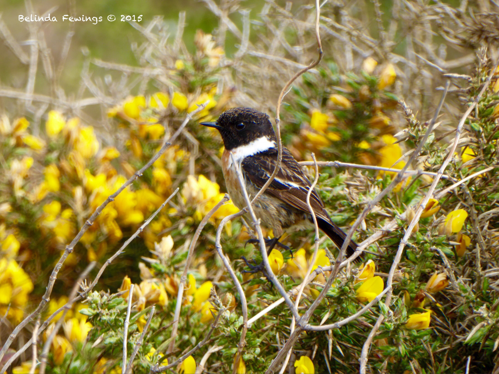 barva, makro, pták, Příroda, krása, žlutý, detailní, sladký, bokeh, venkovní, Volně žijících živočichů, přírodní rezervace, Drobný, Dorset, Bournemouth, Gorse, černohlavý, hengistburyhead, panasoniclumixdmc, belindafewings