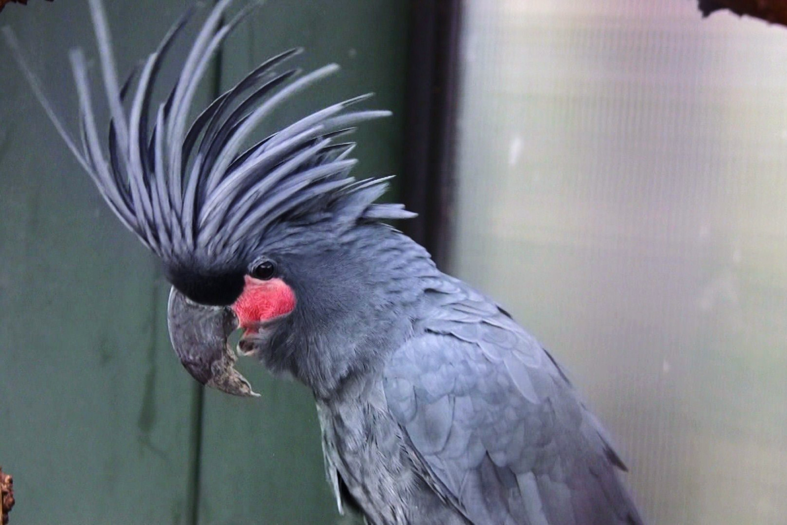 ptactvo, zvěř, stvoření, Papoušek, zoologická zahrada, zobák, papoušek kakadu, zvíře, pták, Pírko, papoušek, korela, křídlo, vogel, fauna, řada, roba66, oiseaux, Zvířata, andulka, tierpark, Wilhelma, botgarten, zoolgarten, Kakadu, Palmkakadu, Perico