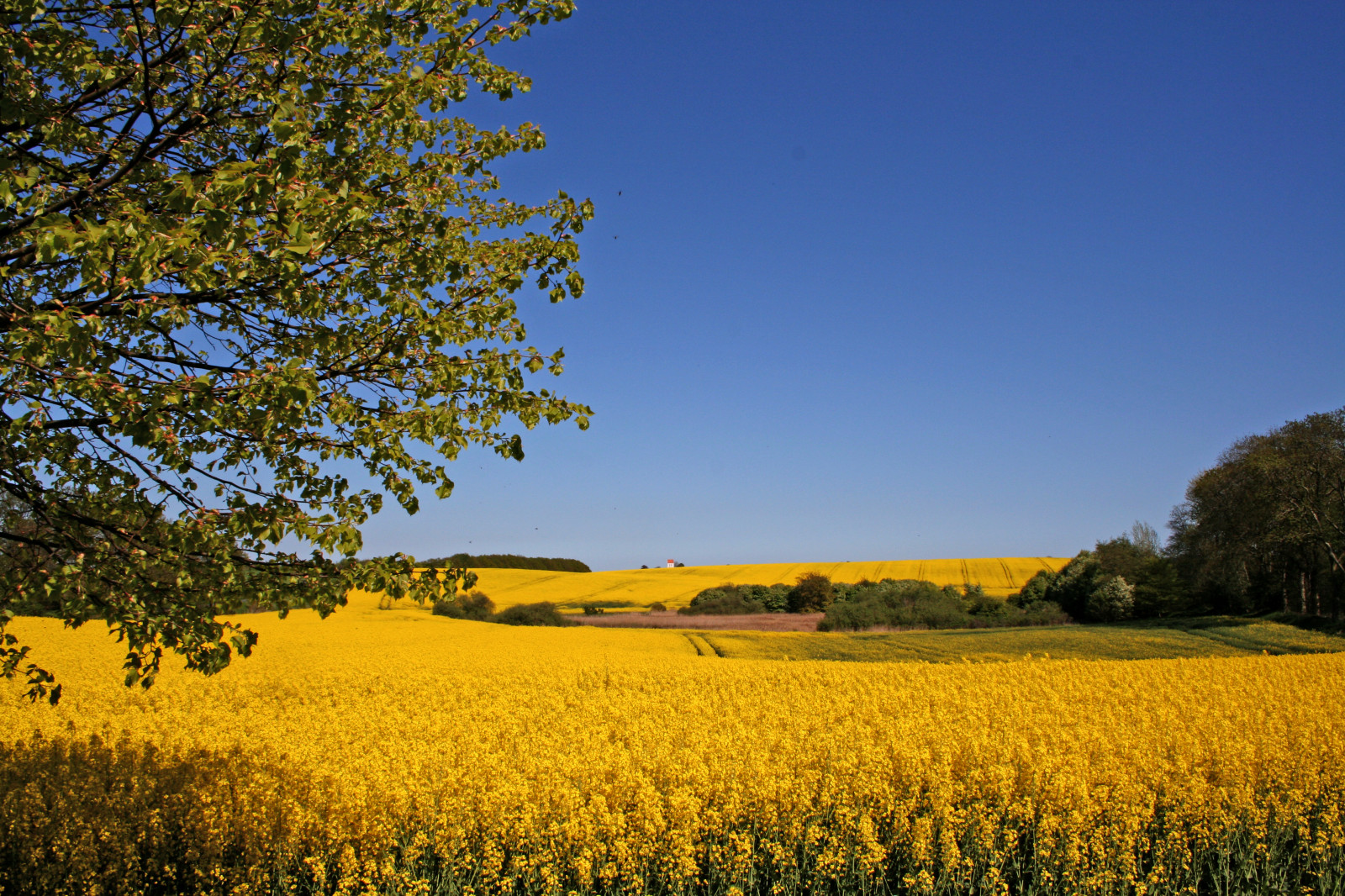 Wallpaper sunlight, landscape, hill, sky, field, yellow, morning, farm, spring, Denmark