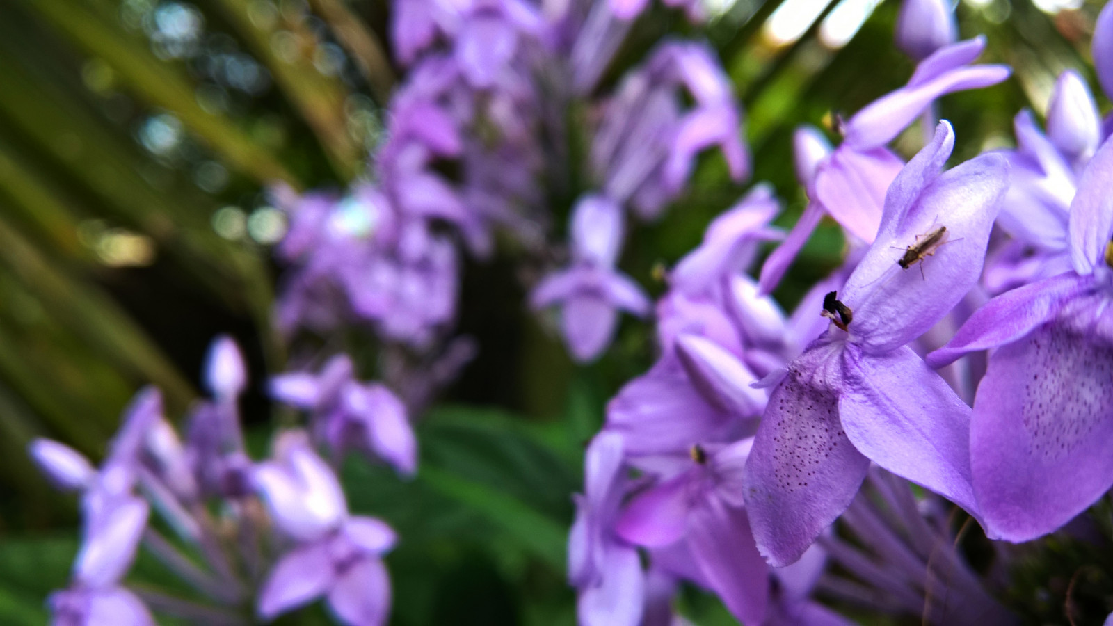 listy, květiny, stromy, krajina, Srí Lanka