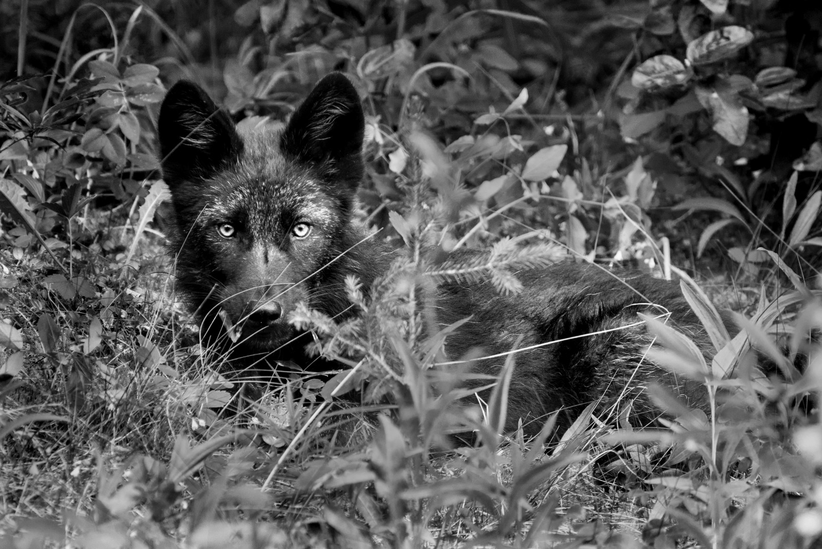 Černá, černobílý, tráva, luk, fotografování, Volně žijících živočichů, dítě, vlk, údolí, liška, kníry, Banff, rostlina, dálnice, fauna, savec, Canmore, Černý a bílý, monochromatické fotografování, čenich, pes jako savec, červená Liška, štěně