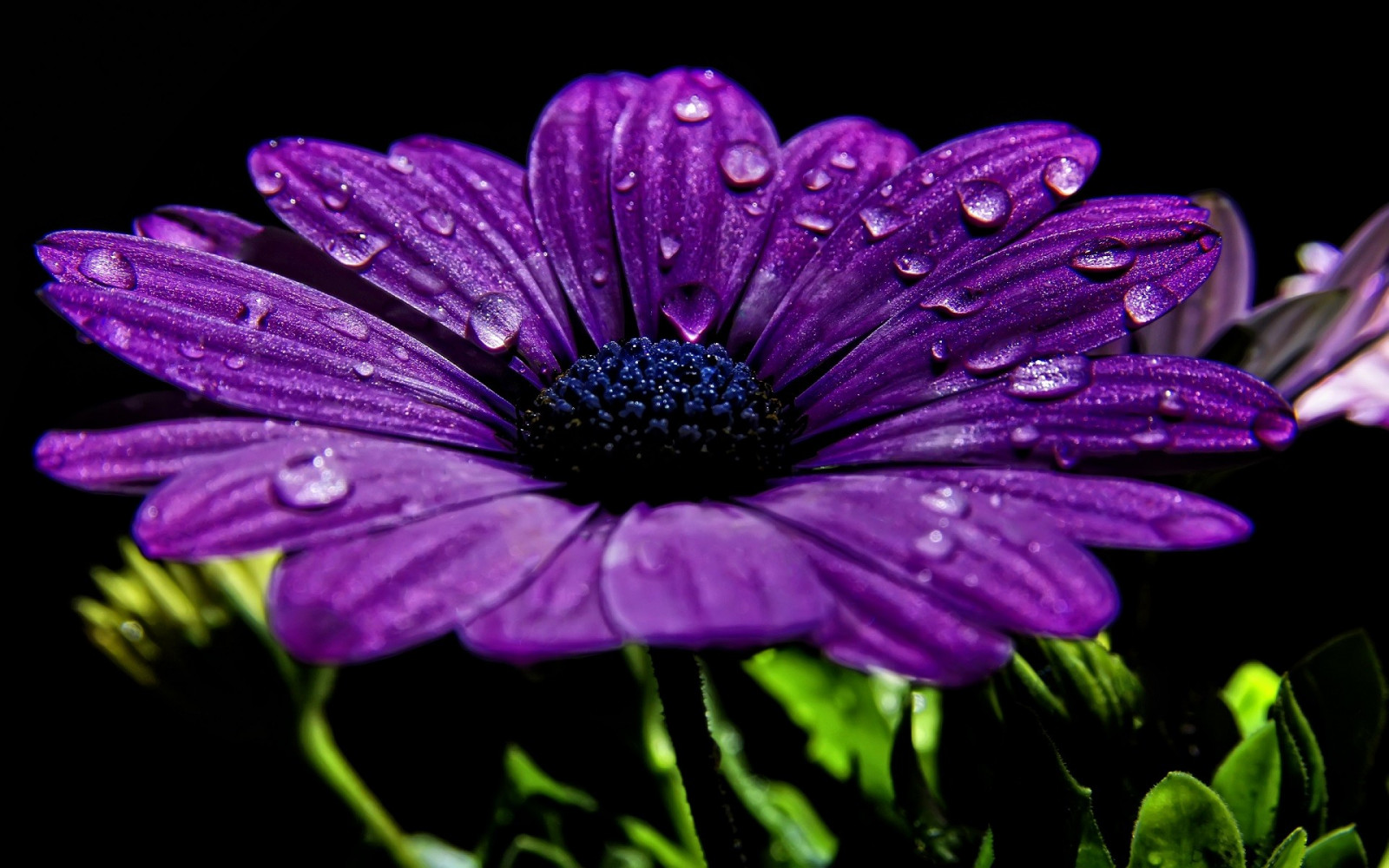 fiori, natura, fotografia, viola, gocce d'acqua, avvicinamento, macro, fiorire, fiori viola, fiore, pianta, flora, petalo, Fiore di campo, impianto di terra, pianta fiorita, avvicinamento, fotografia macro, staminali vegetali, famiglia delle margherite