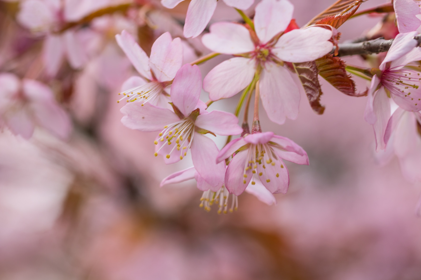 makro, větev, Třešňový květ, květ, růžový, jaro, list, květ, rostlina, sezóna, flóra, makro, okvětní lístek, Blom, rosa, vyrobit, botanika, suchozemská rostlina, kvetoucí rostlina, zblízka, makro fotografie