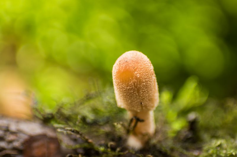 hutan,bunga-bunga,alam,tanaman,merapatkan,makro