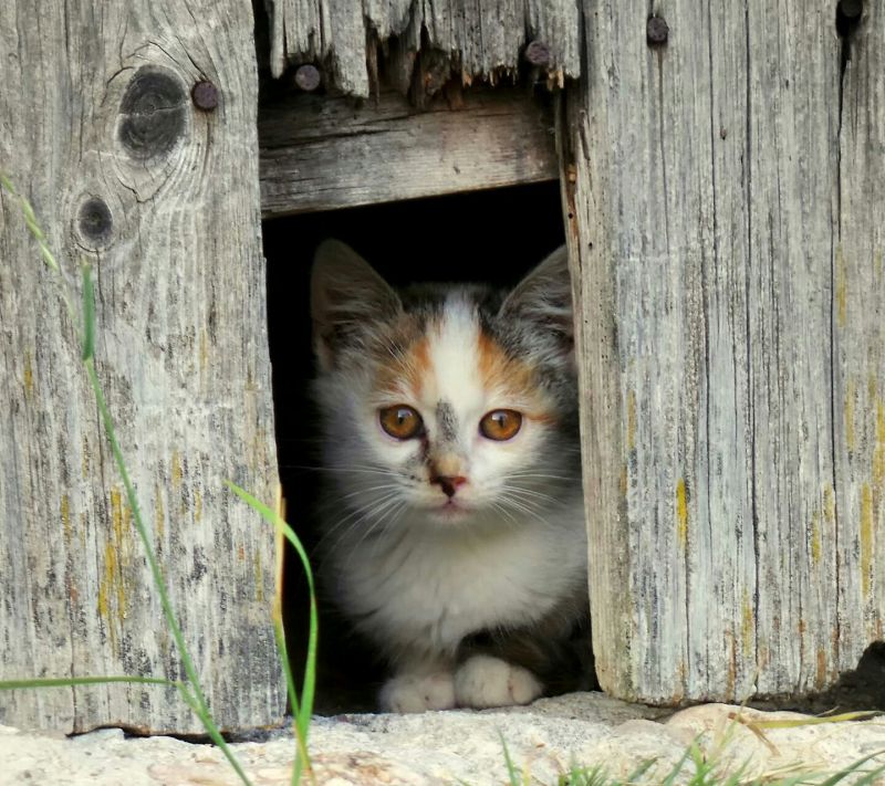 แมว, สัตว์, เครา, ลูกแมว, สัตว์ป่า, สัตว์เลี้ยงลูกด้วยนม