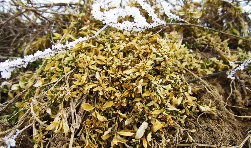 květiny, rostliny, sníh, zima, větev, žlutý