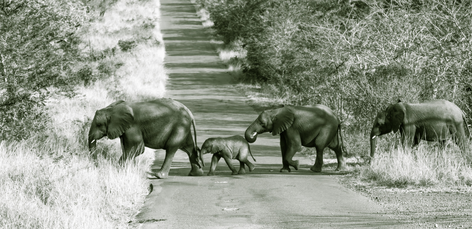 vej, elefant, Nikon, overfart, dyreliv, Tamron, ellies, Hluhluwe, 70200mmf28, hluhluweimfolozi, D7100, tamron70200, tamron70200mmf28, tamron70200f28, nikond7100, tamronsp70200f28divcusd